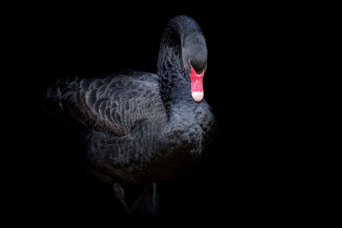 2024 The Return Of The Black Swan   Shutterstock 1074508826 1100x733 