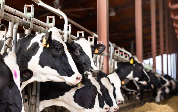 Dairy Loophole Hurting America