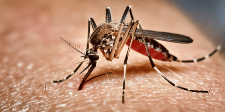 Bill Gates Mosquito Vaccine A Trojan Horse for Bioengineered Parasites