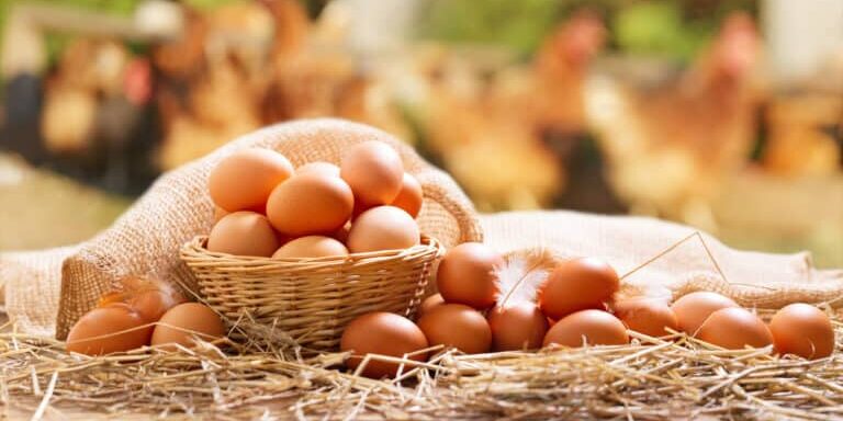 The Great Egg Cartel