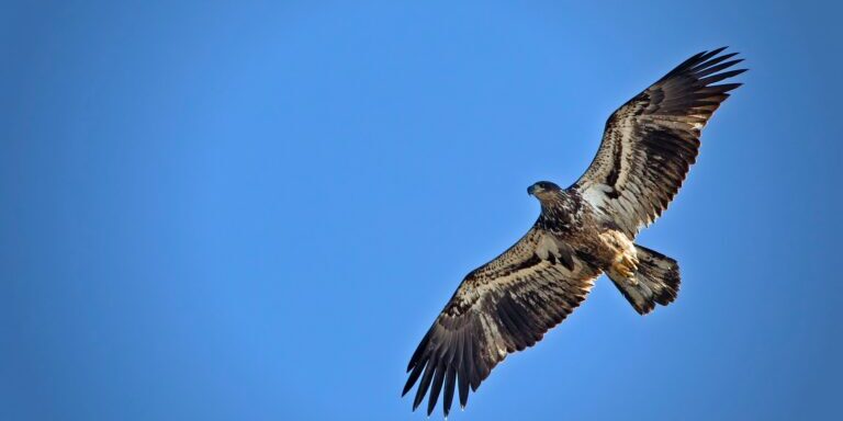 hawkish federal reserve