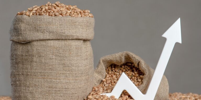 World,Food,Crisis.,Grains,Of,Wheat,,Close-up.,Grain,Harvest,,Poor