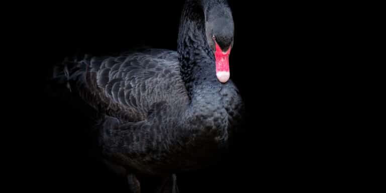 Black Swan 2024