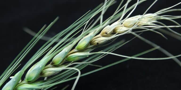 Fusarium,Graminearum,Infection,On,Wheat,Heads,Spreads,From,One,Flower