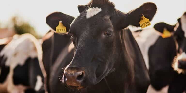 Cow,,Cattle,And,Animal,With,Tag,For,Livestock,,Agriculture,Or