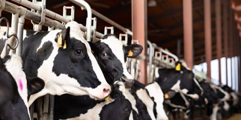 Dairy Loophole Hurting America