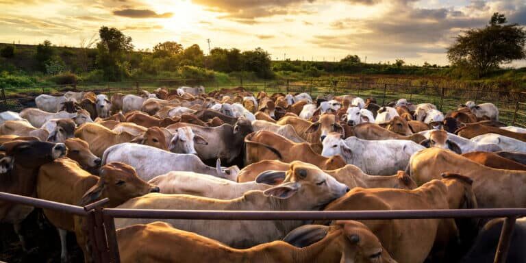 Group,Of,Cow,In,Cowshed,With,Beautiful,Sunset,Scene Group,Of,Cow,In,Cowshed,With,Beautiful,Sunset,Scene