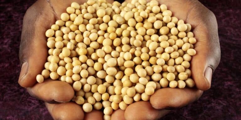 Black,Man's,Hands,Holding,Dried,Soya,Beans Black,Man's,Hands,Holding,Dried,Soya,Beans